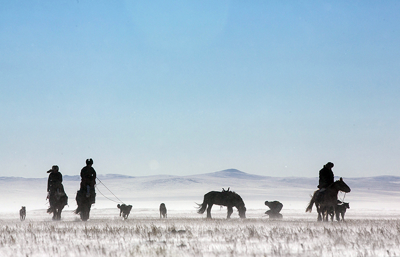 hunting dogs in mongolia